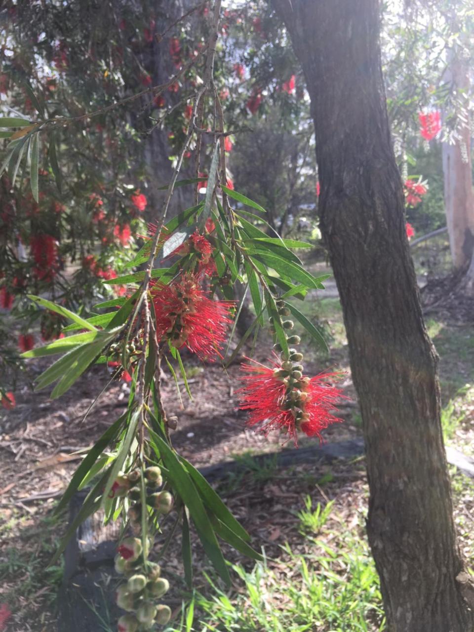 Hunter Valley Retreat Quorrobolong Екстериор снимка